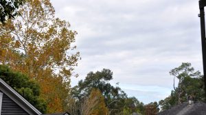 Image capturing Washington Parish's landscape with mild sunshine and partly cloudy skies, typical of late November weather.