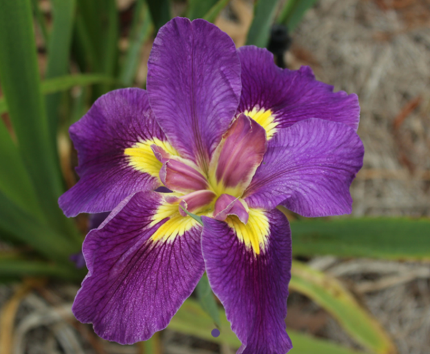 You Can Divide, Plant, and Fertilize Louisiana Irises in the Fall
